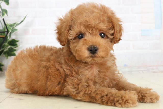 福岡県のトイプードル(トイ) (Coo&RIKUゆめタウン飯塚店/2026年1月29日生まれ/男の子/アプリコット)の子犬の2枚目の画像