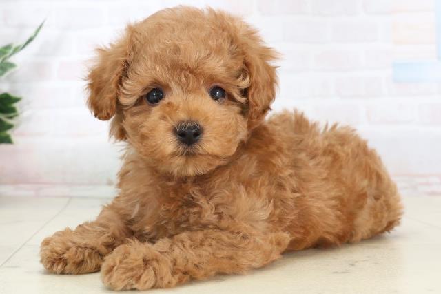 福岡県のトイプードル(トイ) (Coo&RIKUゆめタウン飯塚店/2026年1月29日生まれ/男の子/アプリコット)の子犬の3枚目の画像