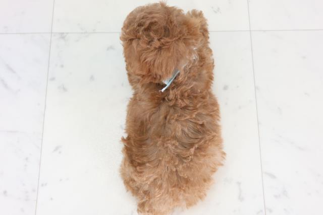 福岡県のトイプードル(トイ) (Coo&RIKUゆめタウン飯塚店/2026年1月29日生まれ/男の子/アプリコット)の子犬の4枚目の画像
