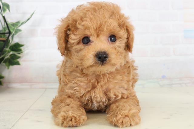 広島県のトイプードル(トイ) (Coo&RIKU東広島店/2026年1月29日生まれ/男の子/アプリコット)の子犬の1枚目の画像