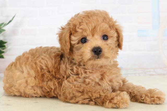 広島県のトイプードル(トイ) (Coo&RIKU東広島店/2026年1月29日生まれ/男の子/アプリコット)の子犬の2枚目の画像