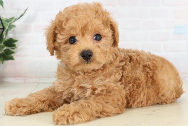 広島県のトイプードル(トイ) (Coo&RIKU東広島店/2026年1月29日生まれ/男の子/アプリコット)の子犬の3枚目の画像