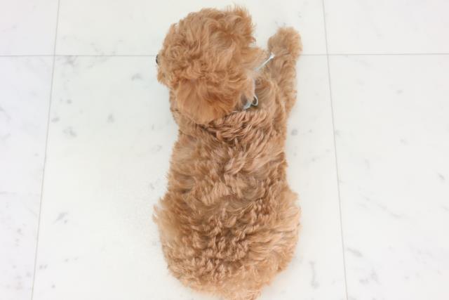 広島県のトイプードル(トイ) (Coo&RIKU東広島店/2026年1月29日生まれ/男の子/アプリコット)の子犬の4枚目の画像