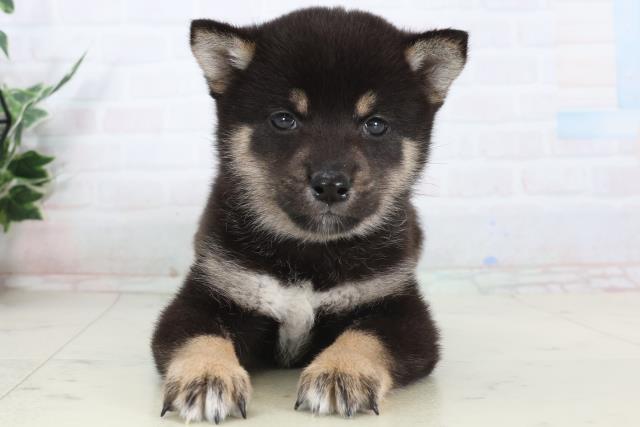 広島県の柴犬(標準サイズ) (Coo&RIKU福山店/2026年1月29日生まれ/男の子/黒)の子犬の1枚目の画像