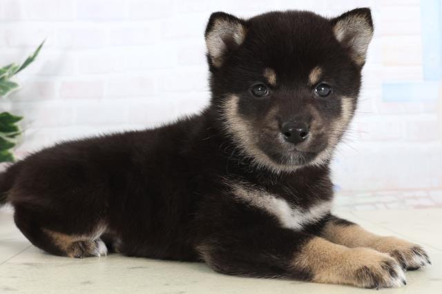 広島県の柴犬(標準サイズ) (Coo&RIKU福山店/2026年1月29日生まれ/男の子/黒)の子犬の2枚目の画像