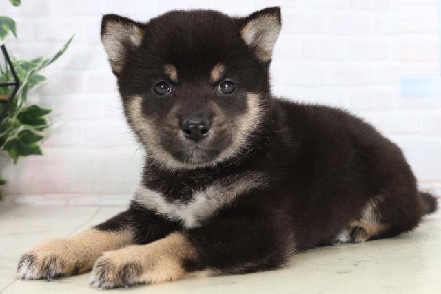 広島県の柴犬(標準サイズ) (Coo&RIKU福山店/2026年1月29日生まれ/男の子/黒)の子犬の3枚目の画像