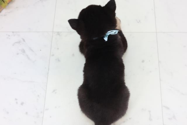 広島県の柴犬(標準サイズ) (Coo&RIKU福山店/2026年1月29日生まれ/男の子/黒)の子犬の4枚目の画像
