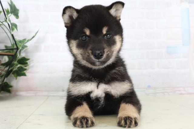 沖縄県の柴犬(標準サイズ) (Coo&RIKU沖縄浦添店/2026年1月29日生まれ/女の子/黒)の子犬の1枚目の画像