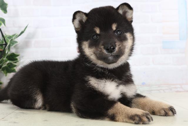 沖縄県の柴犬(標準サイズ) (Coo&RIKU沖縄浦添店/2026年1月29日生まれ/女の子/黒)の子犬の2枚目の画像