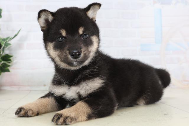 沖縄県の柴犬(標準サイズ) (Coo&RIKU沖縄浦添店/2026年1月29日生まれ/女の子/黒)の子犬の3枚目の画像