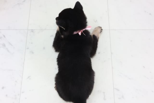 沖縄県の柴犬(標準サイズ) (Coo&RIKU沖縄浦添店/2026年1月29日生まれ/女の子/黒)の子犬の4枚目の画像