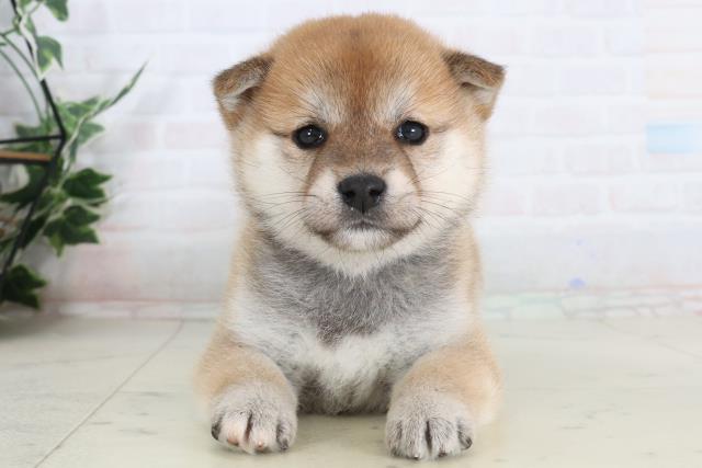 福岡県の柴犬(標準サイズ) (Coo&RIKUゆめタウン飯塚店/2026年1月31日生まれ/女の子/赤)の子犬の1枚目の画像