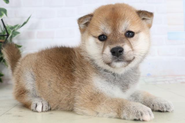 福岡県の柴犬(標準サイズ) (Coo&RIKUゆめタウン飯塚店/2026年1月31日生まれ/女の子/赤)の子犬の2枚目の画像