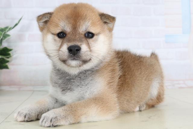 福岡県の柴犬(標準サイズ) (Coo&RIKUゆめタウン飯塚店/2026年1月31日生まれ/女の子/赤)の子犬の3枚目の画像