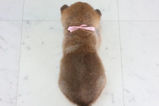 福岡県の柴犬(標準サイズ) (Coo&RIKUゆめタウン飯塚店/2026年1月31日生まれ/女の子/赤)の子犬の4枚目の画像