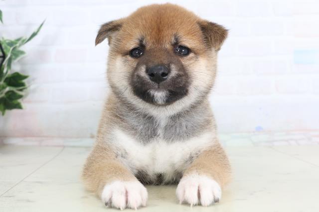 福岡県の柴犬(標準サイズ) (Coo&RIKU小倉店/2026年1月31日生まれ/男の子/赤)の子犬の1枚目の画像