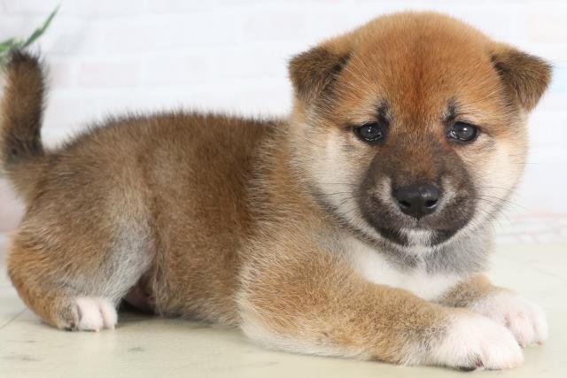 福岡県の柴犬(標準サイズ) (Coo&RIKU小倉店/2026年1月31日生まれ/男の子/赤)の子犬の2枚目の画像