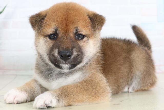 福岡県の柴犬(標準サイズ) (Coo&RIKU小倉店/2026年1月31日生まれ/男の子/赤)の子犬の3枚目の画像