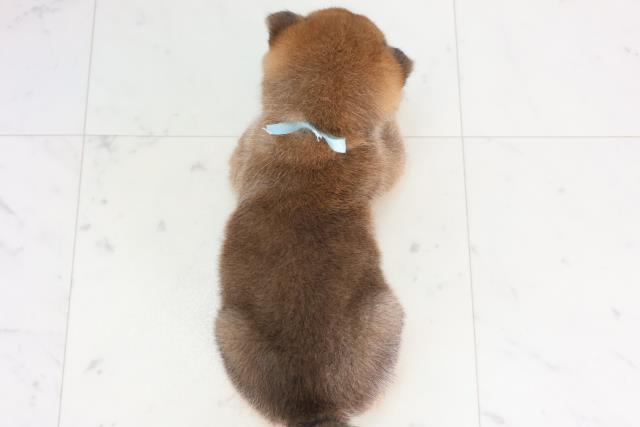 福岡県の柴犬(標準サイズ) (Coo&RIKU小倉店/2026年1月31日生まれ/男の子/赤)の子犬の4枚目の画像