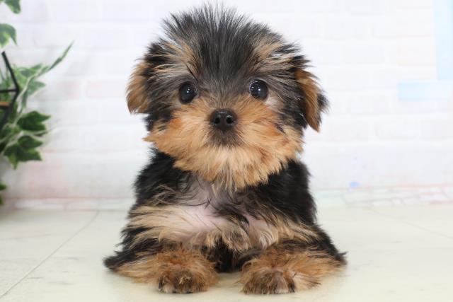福岡県のヨークシャーテリア (Coo&RIKUゆめタウン飯塚店/2026年1月30日生まれ/男の子/スチールブルータン)の子犬の1枚目の画像