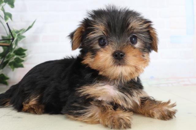 福岡県のヨークシャーテリア (Coo&RIKUゆめタウン飯塚店/2026年1月30日生まれ/男の子/スチールブルータン)の子犬の2枚目の画像