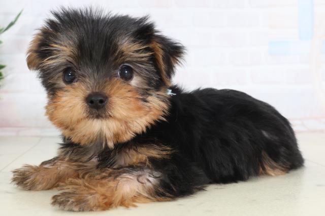 福岡県のヨークシャーテリア (Coo&RIKUゆめタウン飯塚店/2026年1月30日生まれ/男の子/スチールブルータン)の子犬の3枚目の画像