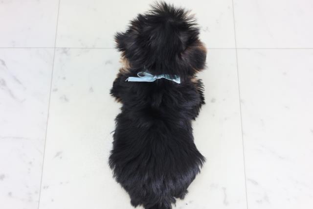 福岡県のヨークシャーテリア (Coo&RIKUゆめタウン飯塚店/2026年1月30日生まれ/男の子/スチールブルータン)の子犬の4枚目の画像