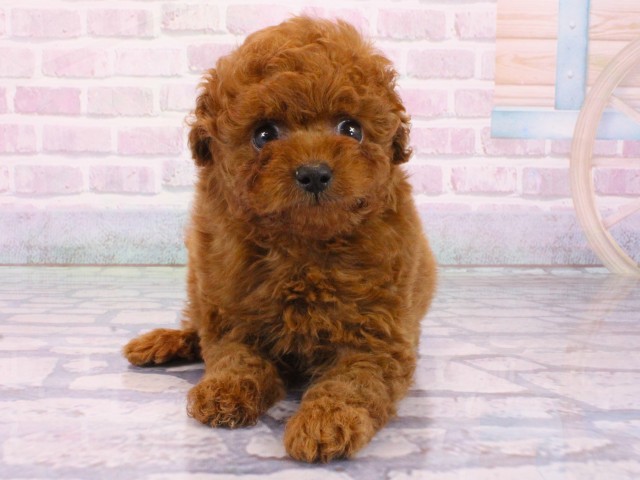 大阪府のトイプードル(トイ) (Coo&RIKU心斎橋店/2026年2月1日生まれ/男の子/レッドフォーン)の子犬