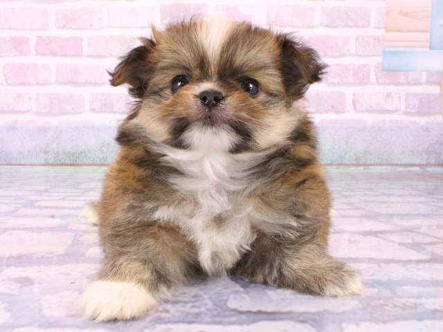 大阪府のポメチワ/チワポメ/ポメチー(ポメラニアン×チワワ) (Coo&RIKU天王寺店/2026年1月27日生まれ/男の子/フォーン)の子犬