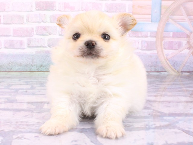 兵庫県のポメチワ/チワポメ/ポメチー(ポメラニアン×チワワ) (Coo&RIKU神戸三宮店/2026年1月27日生まれ/男の子/クリーム)の子犬の1枚目の画像