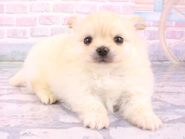 兵庫県のポメチワ/チワポメ/ポメチー(ポメラニアン×チワワ) (Coo&RIKU神戸三宮店/2026年1月27日生まれ/男の子/クリーム)の子犬の2枚目の画像
