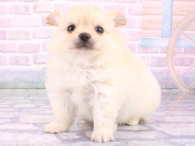 兵庫県のポメチワ/チワポメ/ポメチー(ポメラニアン×チワワ) (Coo&RIKU神戸三宮店/2026年1月27日生まれ/男の子/クリーム)の子犬の3枚目の画像