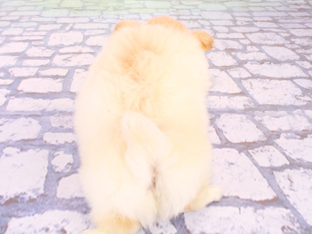 兵庫県のポメチワ/チワポメ/ポメチー(ポメラニアン×チワワ) (Coo&RIKU神戸三宮店/2026年1月27日生まれ/男の子/クリーム)の子犬の4枚目の画像