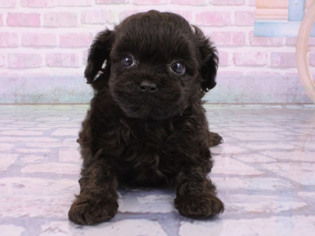 京都府のチワプー/プーチー(チワワ×プードル) (Coo&RIKU京都河原町店/2026年1月30日生まれ/男の子/ブラック)の子犬