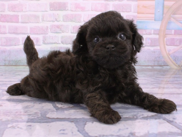 京都府のチワプー/プーチー(チワワ×プードル) (Coo&RIKU京都河原町店/2026年1月30日生まれ/男の子/ブラック)の子犬の2枚目の画像