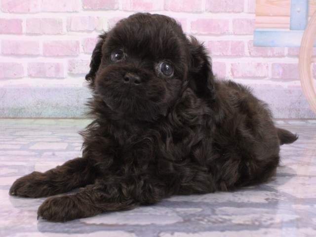京都府のチワプー/プーチー(チワワ×プードル) (Coo&RIKU京都河原町店/2026年1月30日生まれ/男の子/ブラック)の子犬の3枚目の画像