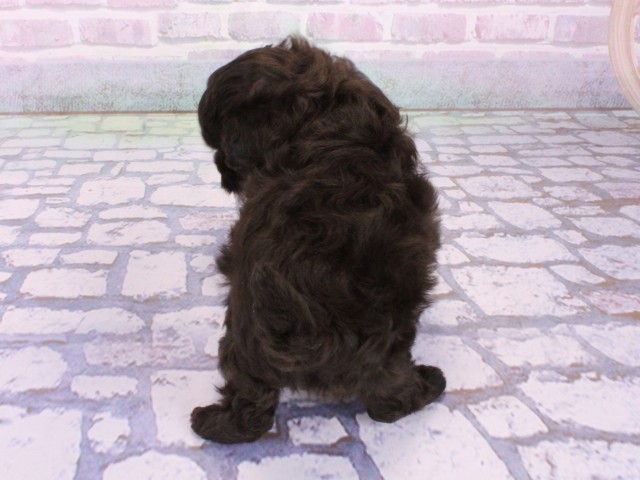 京都府のチワプー/プーチー(チワワ×プードル) (Coo&RIKU京都河原町店/2026年1月30日生まれ/男の子/ブラック)の子犬の4枚目の画像