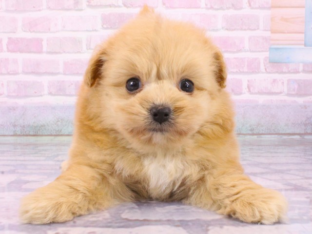 大阪府のポメプー(ポメラニアン×プードル) (Coo&RIKU心斎橋店/2026年1月29日生まれ/男の子/クリーム)の子犬