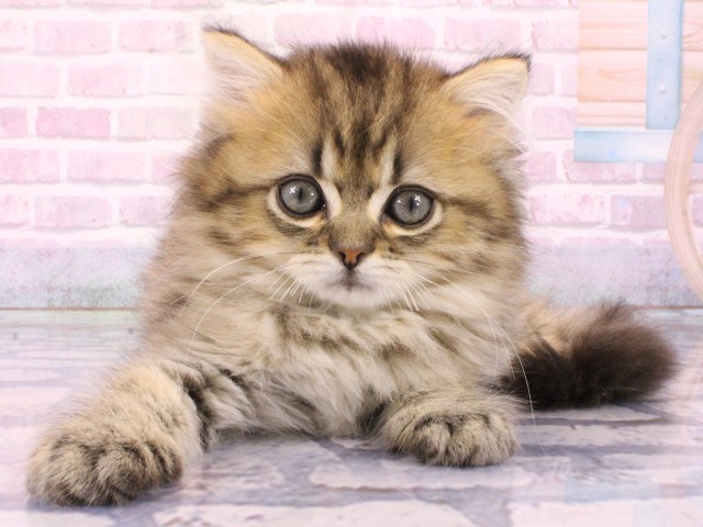 大阪府のミヌエット (Coo&RIKU茶屋町店/2026年1月25日生まれ/男の子/ブラウンタビー)の子猫の1枚目の画像