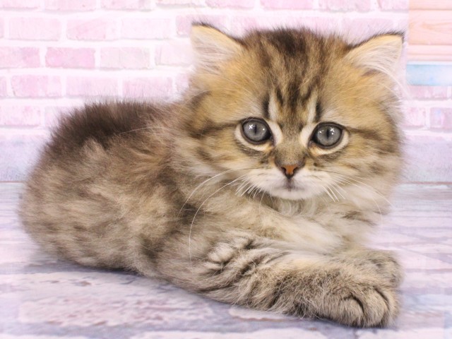 大阪府のミヌエット (Coo&RIKU茶屋町店/2026年1月25日生まれ/男の子/ブラウンタビー)の子猫の2枚目の画像