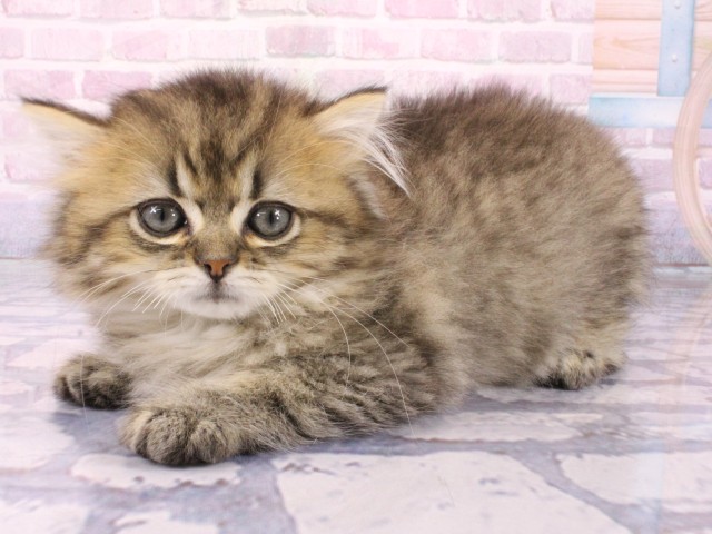 大阪府のミヌエット (Coo&RIKU茶屋町店/2026年1月25日生まれ/男の子/ブラウンタビー)の子猫の3枚目の画像