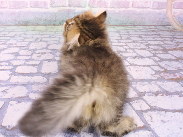 大阪府のミヌエット (Coo&RIKU茶屋町店/2026年1月25日生まれ/男の子/ブラウンタビー)の子猫の4枚目の画像