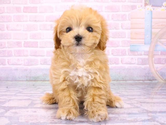 大阪府のマルプー(マルチーズ×プードル) (Coo&RIKU心斎橋店/2026年1月31日生まれ/女の子/オレンジフォーンホワイト)の子犬