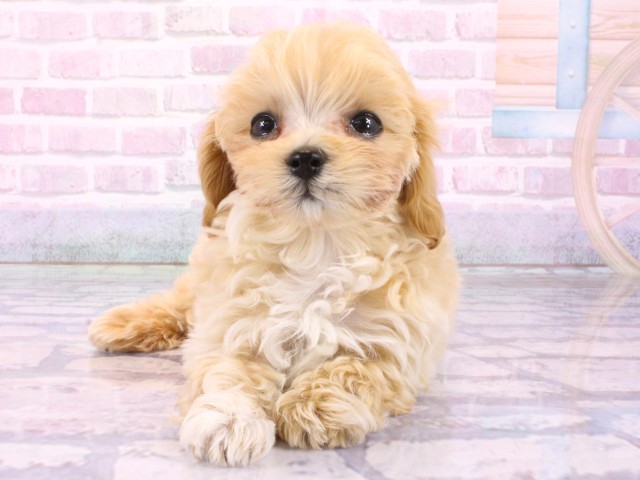 大阪府のマルプー(マルチーズ×プードル) (Coo&RIKU梅田店/2026年1月31日生まれ/男の子/オレンジフォーンホワイト)の子犬の1枚目の画像