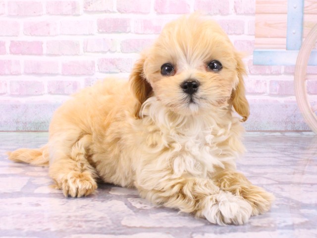 大阪府のマルプー(マルチーズ×プードル) (Coo&RIKU梅田店/2026年1月31日生まれ/男の子/オレンジフォーンホワイト)の子犬の2枚目の画像