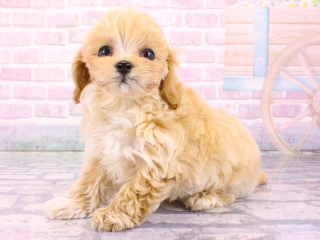 大阪府のマルプー(マルチーズ×プードル) (Coo&RIKU梅田店/2026年1月31日生まれ/男の子/オレンジフォーンホワイト)の子犬の3枚目の画像