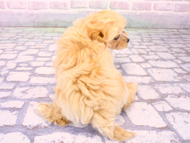 大阪府のマルプー(マルチーズ×プードル) (Coo&RIKU梅田店/2026年1月31日生まれ/男の子/オレンジフォーンホワイト)の子犬の4枚目の画像