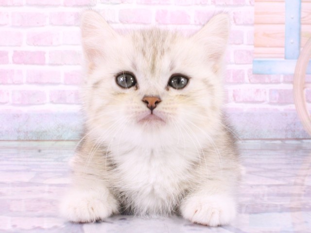 大阪府のミヌエット (Coo&RIKU心斎橋店/2026年2月1日生まれ/男の子/シルバータビーホワイト)の子猫