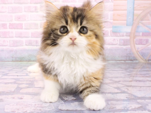 大阪府のスコティッシュストレート (Coo&RIKU梅田店/2026年1月31日生まれ/女の子/ブラウンパッチドタビーホワイト)の子猫の1枚目の画像