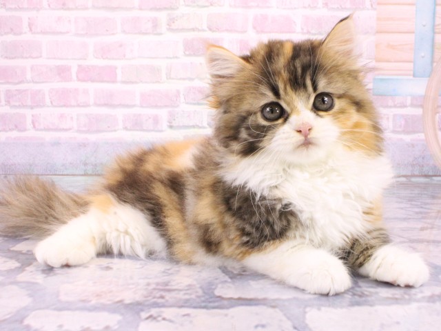 大阪府のスコティッシュストレート (Coo&RIKU梅田店/2026年1月31日生まれ/女の子/ブラウンパッチドタビーホワイト)の子猫の2枚目の画像